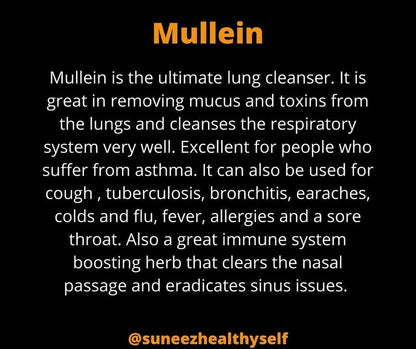 Mullein